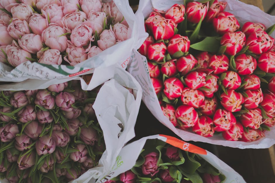 Three bouquets of fresh tulips wrapped in white floral paper, featuring pink and red tulips with green stems and leaves. The arrangement showcases the vibrant colors and delicate petals of the tulips,