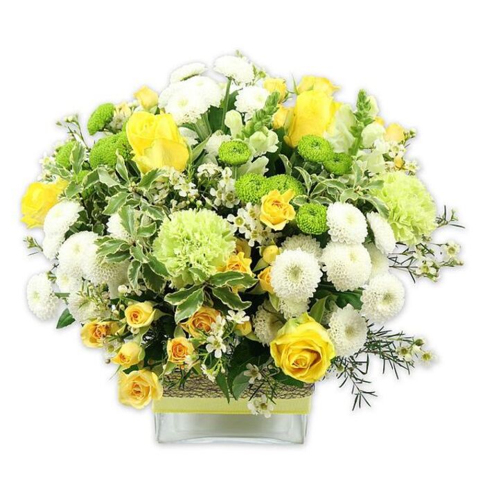 A generously rounded floral arrangement brimming with yellow, lime green, and white blooms stands proudly in a low, square glass vase, photographed against a pure white backdrop that highlights every petal and leaf. The composition is carefully balanced, with classic yellow roses as the central stars, their velvety petals spiralling open in rich layers, accompanied by smaller yellow spray roses that tuck into the design like clusters of miniature suns. Interwoven with these are numerous white pompom chrysanthemums, compact and spherically shaped, giving the bouquet its distinctive, plush texture. Vivid lime green button chrysanthemums pop up between the whites and yellows, their tiny, globe-like heads bringing a modern, playful accent. Slightly larger, pale green, ruffled blooms-suggestive of green carnations or decorative chrysanthemums-add softness and volume, contributing to the bouquet's domed, abundant silhouette. The flowers are supported by a tapestry of greenery: broad, variegated leaves edged in creamy white, narrow dark green leaves that arch outward, and delicately branching filler foliage that creates gentle movement around the edges. Dotted among the main flowers are tiny white filler blossoms, starry and light, which lend a lace-like intricacy to the overall look. The clear glass vase reveals a neat grid of stems and is wrapped at its centre with a natural, bark-like or woven fibre band, over which a slim lime green ribbon is placed, echoing the fresh greens of the flowers. This design feels perfect for a joyful celebration in Fortis Green, perhaps gracing a dining table near East Finchley or welcoming guests in a local café. It evokes the energy of early spring on a bright day, speaking of warmth, freshness, and a thoughtful, handcrafted touch from Florist Fortis Green.