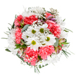 Evoking a perfect spring morning in Fortis Green, this stunning bouquet is a celebration of renewal and heartfelt connection. Carefully designed by local florists, it features crisp white daisies with inviting lime centers nestled between plentiful coral-pink carnations, their frilled petals creating depth and a feeling of cheerful abundance. Wisps of baby's breath weave a soft, dreamlike texture throughout the arrangement, their tiny white blooms reminiscent of dewdrops in nearby Cherry Tree Wood. Gleaming hints of dusky pink and purple alstroemeria buds bring sophistication and the promise of more beauty to come, while eucalyptus and dusky green foliage frame the entire composition, enhancing both colour and structure. The arrangement feels both tranquil and exuberant, blending airy sweetness with tactile charm. Ideal for sharing as a thank you, celebrating a birthday, or simply brightening a flat near Fortis Green Road, this bouquet reflects a florist's devotion to capturing local spirit and seasonal joy. Its gentle allure and balanced arrangement make it a favourite choice for delivery across Muswell Hill, inviting warmth and delight into any occasion.